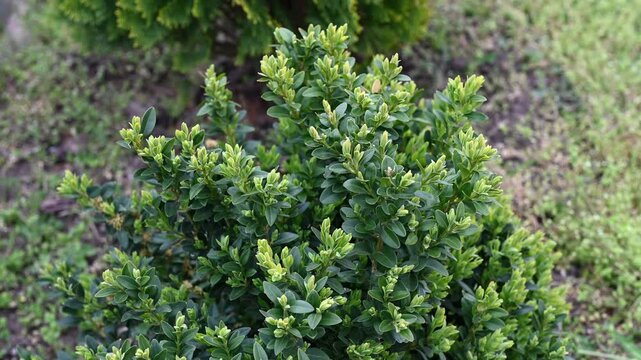 Close-up video of a green evergreen boxwood shrub with fresh young leaves growing in a garden. Ornamental landscaping plant in natural sunlight, spring foliage outdoors, static shot, selective focus