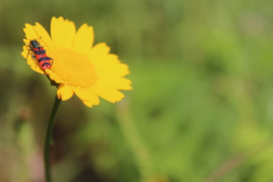  checkered beetle Trichodes alveariuson on  Bright Yellow Flower in Green Garden
