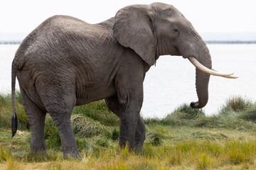 Fototapeta premium African elephant bull tusker in front of lake in Amboseli National Park in East Africa Kenya KEN