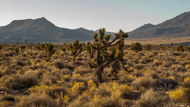 Joshua Trees in Nevada Desert Landscape with Mountain Range Background