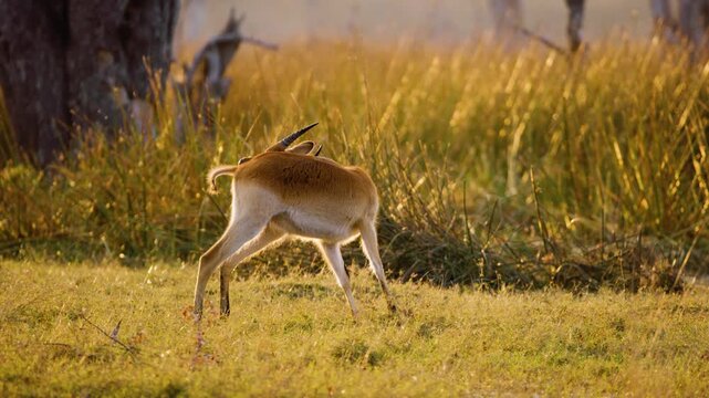 A beautiful Lechwe (Kobus leche) Scratching his body, Moremi Game Reserve, Botswana, South Africa. 