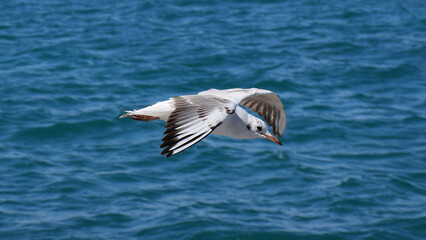 Naklejka premium A seagull glides gracefully over the blue sea.