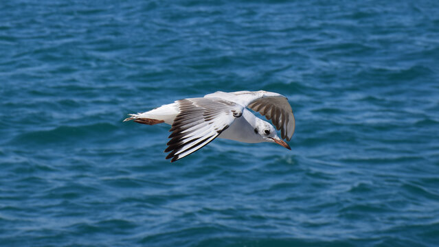 A seagull glides gracefully over the blue sea.