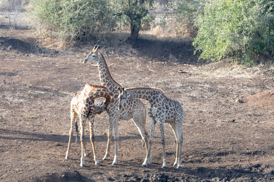 Three young male giraffes fighting for dominance in Kruger National Park in South Africa RSA
