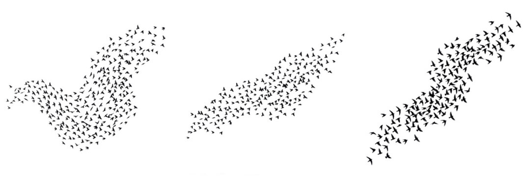 Swarm of Flying Insects or Gnats Silhouette Isolated on White Background, Minimalist Nature Illustration for Environmental Science, Garden Pest Control, and Wildlife Habitat Graphic Designs.