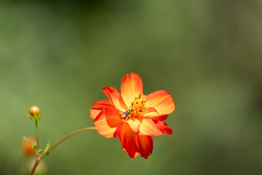 Photography of beautiful plants in the garden.	