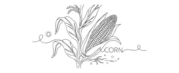 Obraz premium Continuous line art corn stalk close-up vector illustration on transparent background for organic farming and harvest concept with minimalist maize cob and sun icon
