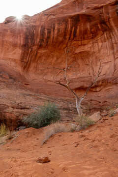 View of a solitary dead tree standing against a massive red sandstone cliff with a bright sunburst peeking over the rim in Oljato-Monument Valley, Arizona, United States.