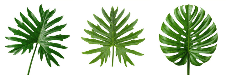 Large Green Philodendron Leaf Isolated on White Background - Trendy Tropical Foliage for Interior Decor Mockups, Summer Graphics, Botanical Patterns, and Modern Nature-Themed Design Assets © Gooer