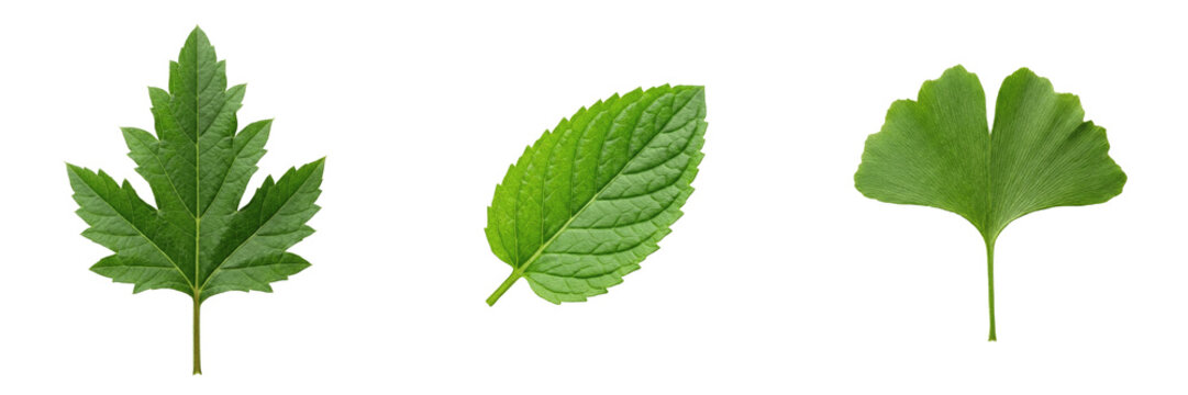 Single Fresh Green Mint Leaf Isolated on White Background - Aromatic Botanical Herb for Culinary Seasoning, Tea Flavoring, Healthy Nutrition, Wellness, and High-Resolution Graphic Design Assets