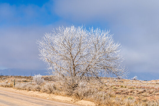 View of a solitary tree covered in white frost standing beside a dusty road in a vast arid landscape under a bright blue sky with lingering morning mist.