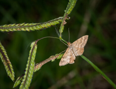 Scopula rubraria, also called a plantain moth, is a species of moth of the family Geometridae