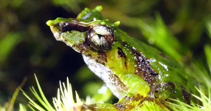 Pinocchio Rainfrog (Pristimantis appendiculatus).An unusual frog with a pointed nose occurring in cloud forest on the western slopes of the Andes in Ecuador. 