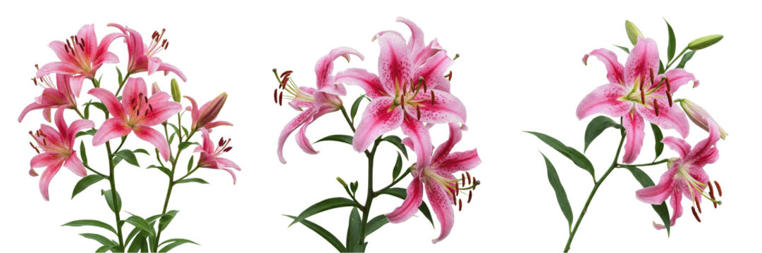 Elegant Pink Stargazer Lily Flower on a Stem Isolated on White Background - Fragrant Botanical Bloom for Floral Design, Romantic Greeting Cards, and High-Resolution Nature Assets