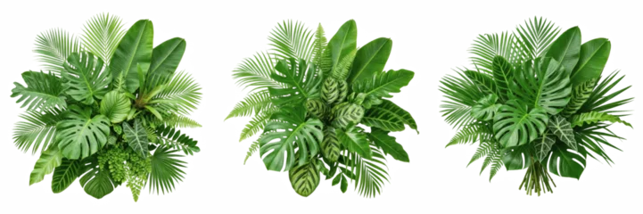 Fotobehang Tropisch Lush Tropical Green Leaf Arrangement Isolated on White Background - Trendy Monstera and Palm Foliage for Interior Decor Mockups, Summer Graphics, and Nature-Themed Design Assets  © Sorlolve