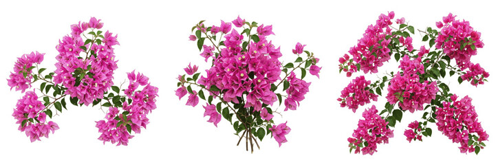 Obraz premium Vibrant Pink Bougainvillea Flower Clusters Isolated on White Background; Blooming Tropical Paperflowers with Green Leaves, Ornamental Climbing Vine Blossoms for Summer Garden Design and Exotic Landsca