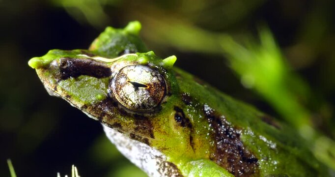 Pinocchio Rainfrog (Pristimantis appendiculatus).An unusual frog with a pointed nose occurring in cloud forest on the western slopes of the Andes in Ecuador. 