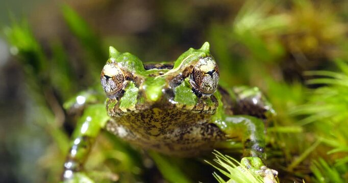 Pinocchio Rainfrog (Pristimantis appendiculatus).An unusual frog with a pointed nose occurring in cloud forest on the western slopes of the Andes in Ecuador. 