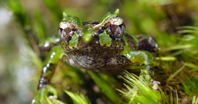 Pinocchio Rainfrog (Pristimantis appendiculatus).An unusual frog with a pointed nose occurring in cloud forest on the western slopes of the Andes in Ecuador. 