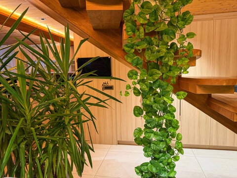 CLOSE UP: Trailing Pothos Global Green cascades beneath a wooden staircase beside a spiky yucca in warm modern interior. Lush green foliage adds a tropical indoor jungle feel in a stylish living room.