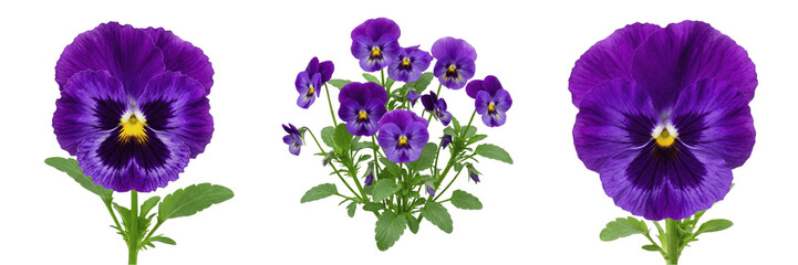 Naklejka premium Small Potted Purple Pansy Flowers with Green Leaves Isolated on White Background - Spring Flowering Houseplant for Home Decor, Garden Mockups, and Botanical Lifestyle Graphic Assets