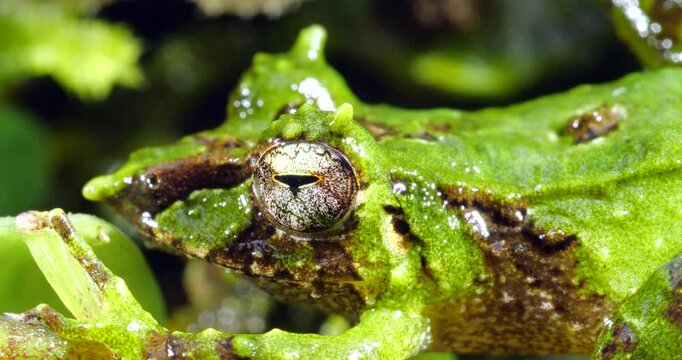 Pinocchio Rainfrog (Pristimantis appendiculatus).An unusual frog with a pointed nose occurring in cloud forest on the western slopes of the Andes in Ecuador. 