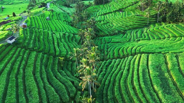Vibrant green rice terraces in Jatiluwih with flowing agricultural patterns and tropical palm trees revealing the iconic Bali farming landscape tilt-up aerial drone footage.