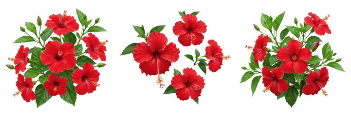 Set of Vibrant Red Hibiscus Flowers Isolated on White Background - Exotic Tropical Botanical Blooms for Spa Branding, Summer Graphics, and High-Resolution Nature Design Assets © QReechina
