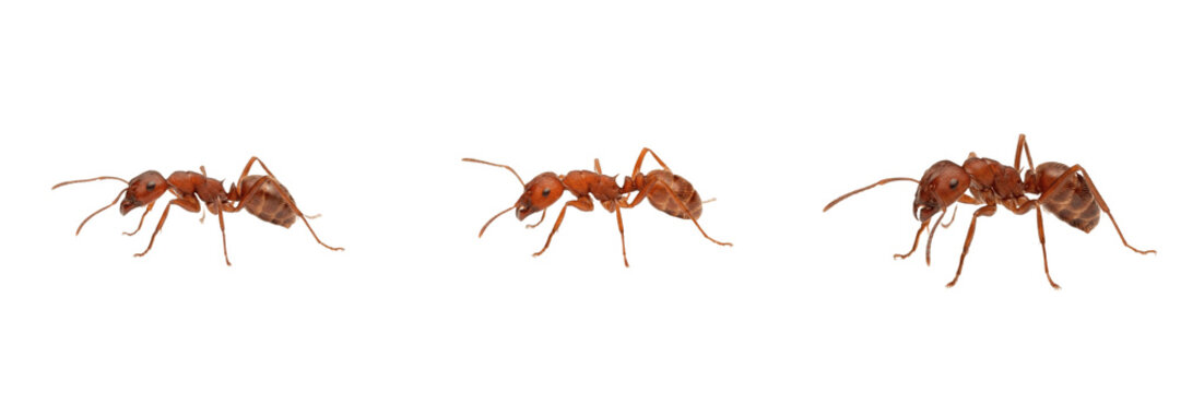 Small Brown Worker Ant Isolated on White Background - Detailed Insect Specimen for Biology Education, Pest Control Marketing, and Nature-Themed Graphic Design Assets