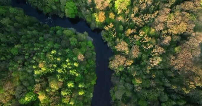 Aerial topdown shot of a river going through a forest