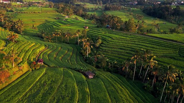 Early morning sunlight illuminating tropical farmland with layered rice terraces winding field lines and palm trees in scenic Bali aerial drone footage.