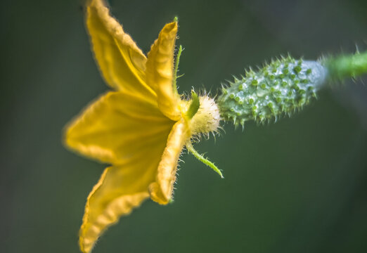Cucumber Flower" Images  Browse 794 Stock Photos, Vectors, and Video |  Adobe Stock