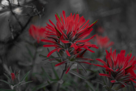 View of vibrant red Indian Paintbrush flowers with green tips blooming against a dark desaturated background.