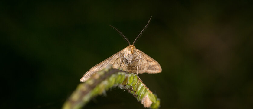 Scopula rubraria, also called a plantain moth, is a species of moth of the family Geometridae