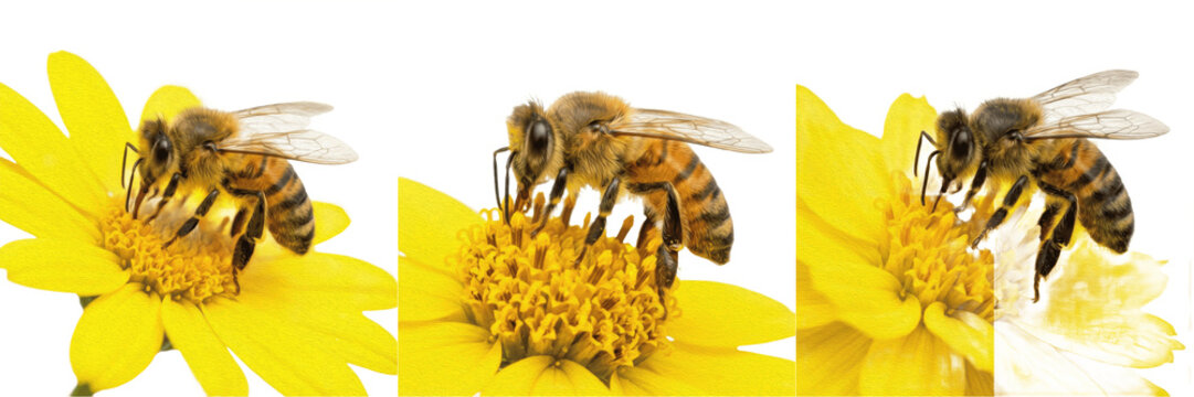 Set and collection of honey bee on yellow flower isolated on white background