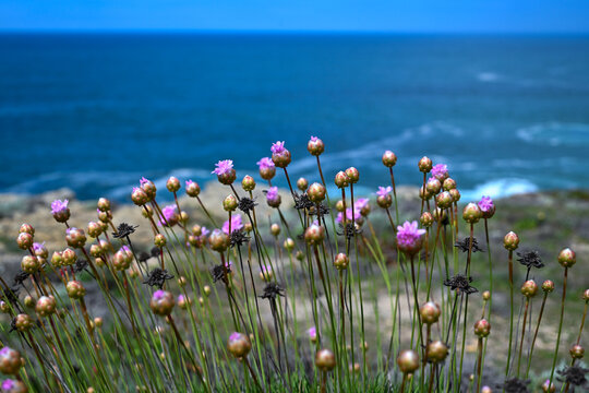 Pink Sea Thrift Wildflowers Blooming on Coastal Cliffs Overlooking the Atlantic Ocean