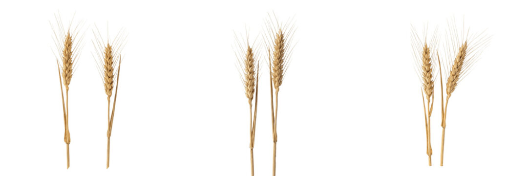 Set and collection of dried wheat stalks isolated on white background