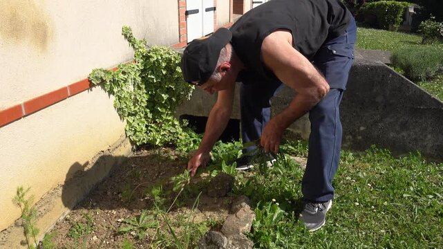 Man weeding the garden daytime