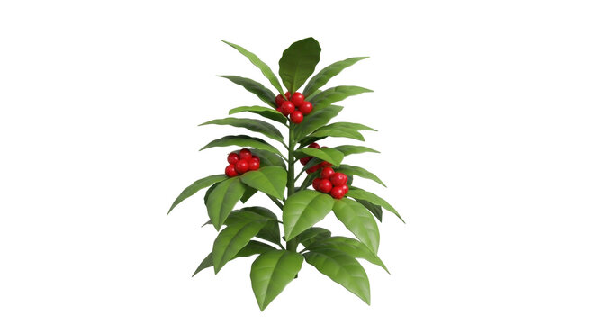 Fresh holly branch with red berries