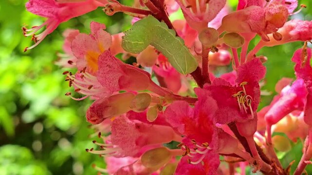 Green caterpillar of Copper Underwing moth eating pink flowers of Aesculus carnea chestnut tree