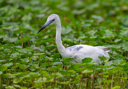 Little Blue Heron Juvenile on a Swampy Wetlands in Florida
