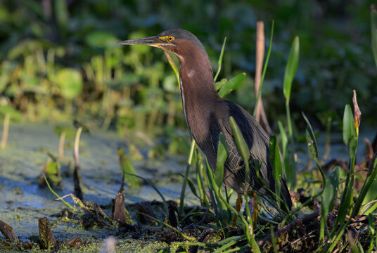 Green Heron Foraging in a Marshy Wetlands