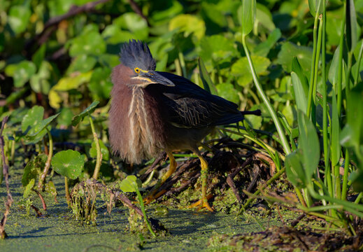 Green Heron with Crown Feathers Perked in a Wetlands area