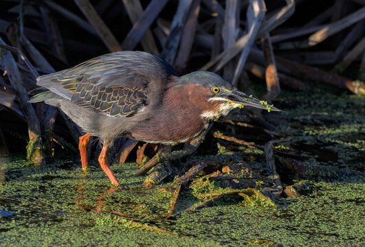 Green Heron in a Marshy Wetland