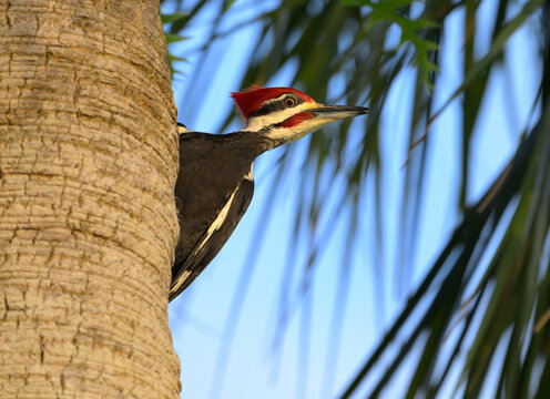 Pileated Woodpecker Foraging for Food on a Palm Tree 