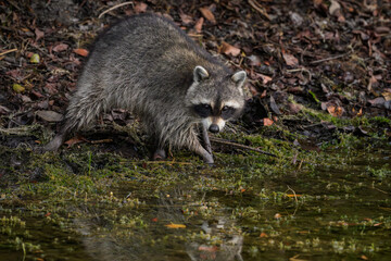 Obraz premium A Racoon in a Florida Neighborhood