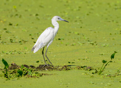 Juvenile Little Blue Heron on an Algae Pond