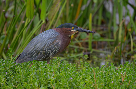 Green Heron in a Marshy Wetland