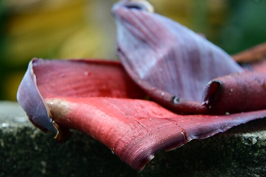 macro shot of a purple banana blossom bract with water droplets, detailed texture of banana flower petal with dew drops, close up of vibrant reddish purple leaf from banana tree heart, organic botanic