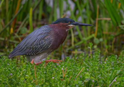 Green Heron in a Marshy Wetland